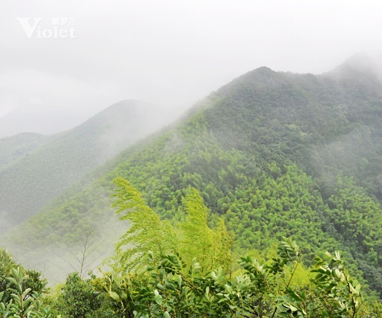 紫羅蘭市場(chǎng)部登山拓展敘寫(xiě)永不放棄的團(tuán)隊(duì)精神